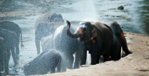 elephant-skhai